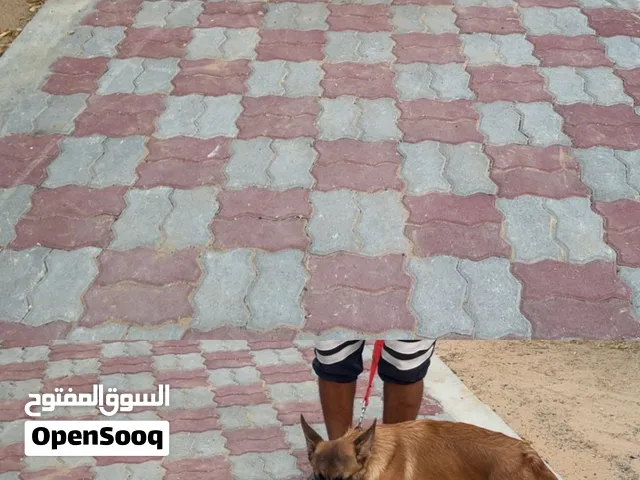 ذكر ونثيه ملنيوم عمر 4 شهور
