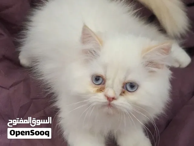 ragdoll mâle et femelle