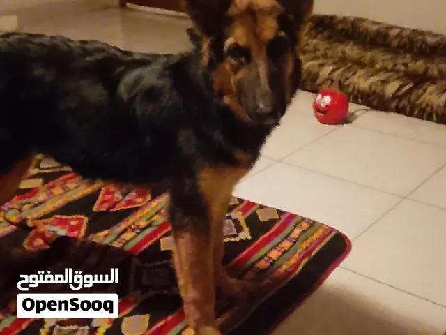 للبيع وووز و