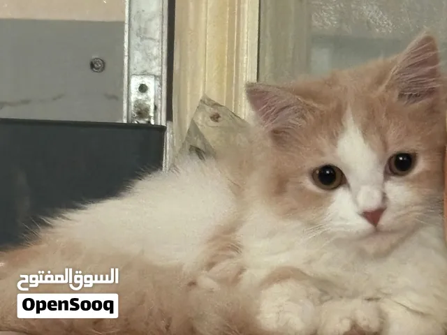 قطو شيرازي ذكر لون ابيض و برتقالي متوسط العمر