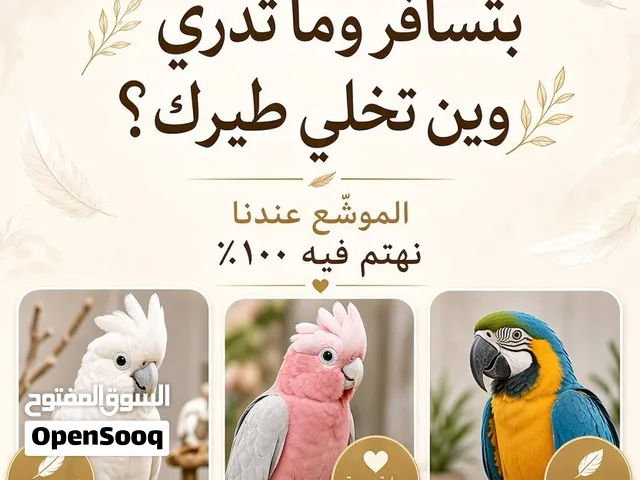 التواصل فقط واتس