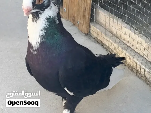 متاح طيرة نخب الرصيفة