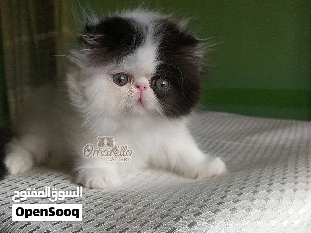 قطة بنت ڤان بلاك 50 يوم