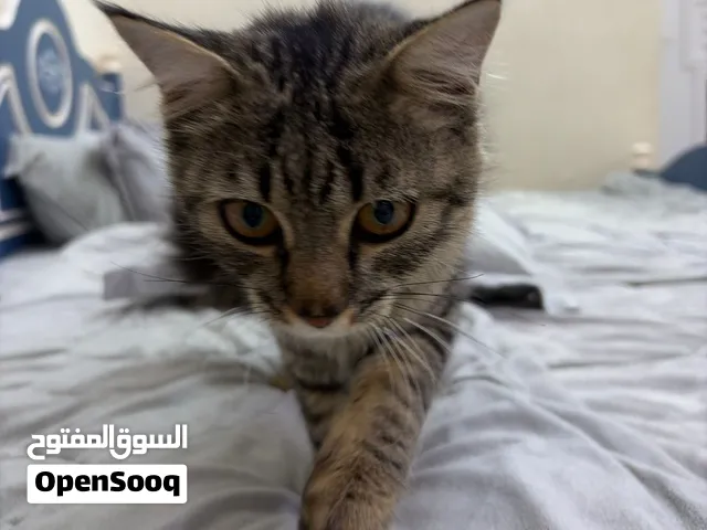 قطه انثى للتبني