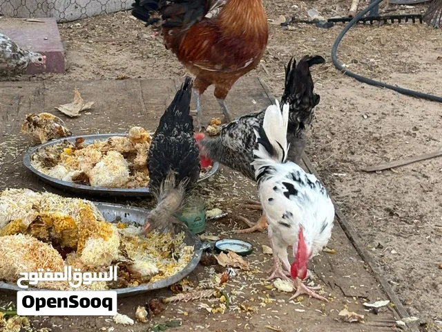للبيع دجاج مجموعه