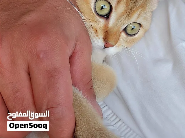 للبيع برتشNY11 قولد بلاكشيديد 5 شهور