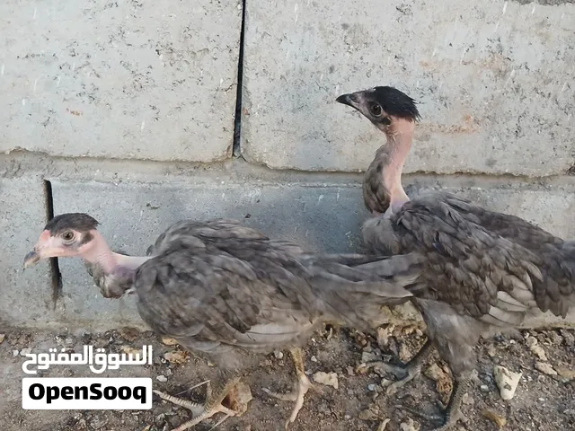 دجاجابو ركيبة رصاصي