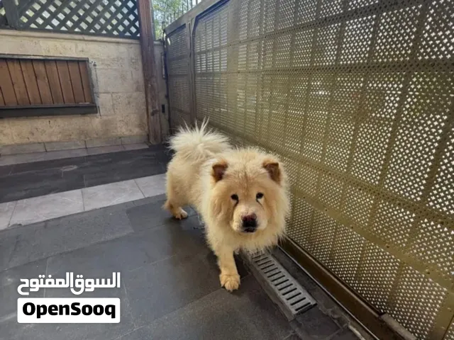 للبيع زوج تشاو تشاو