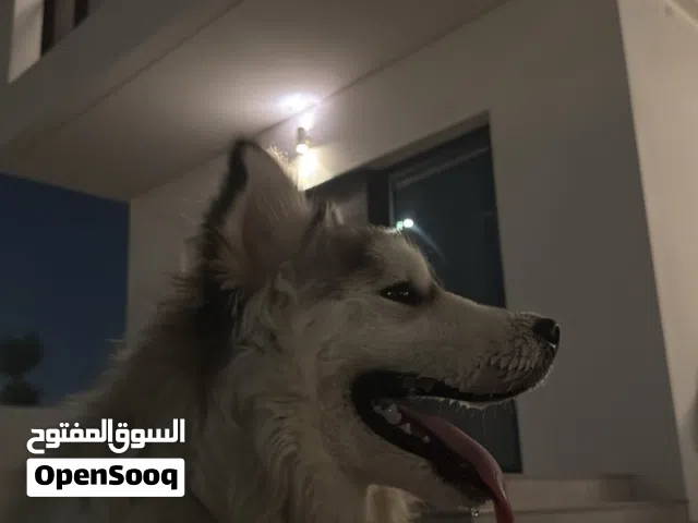 كلبه هاسكي أليفه جدا مع الأطفال عمرها 6 شهور