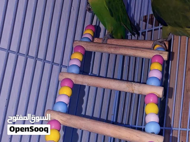 birds for sale