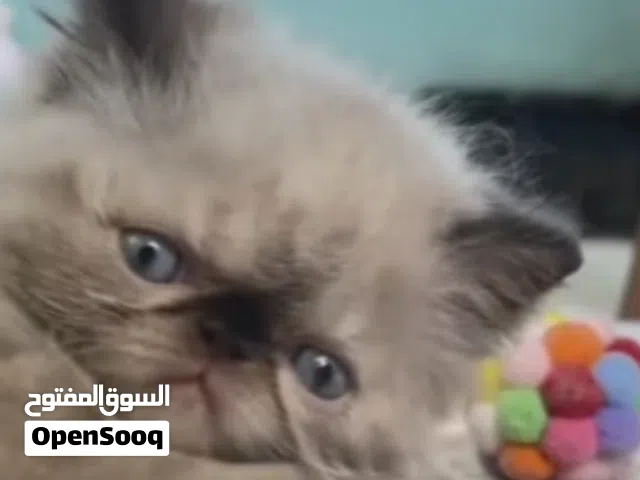 دكر هملايا