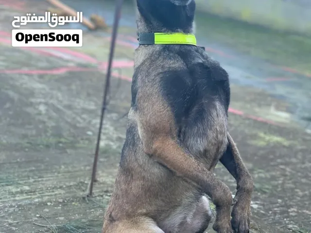 مالينوا للبيع 1500 درهم