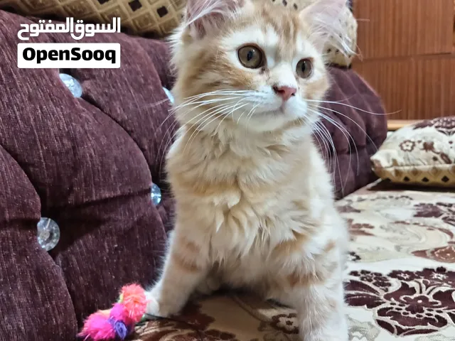 قط شيرازي بيور