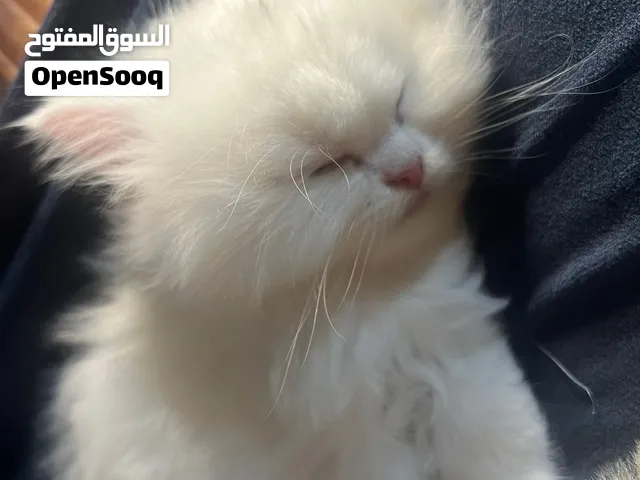قطط عدد 4للبيع كتنات