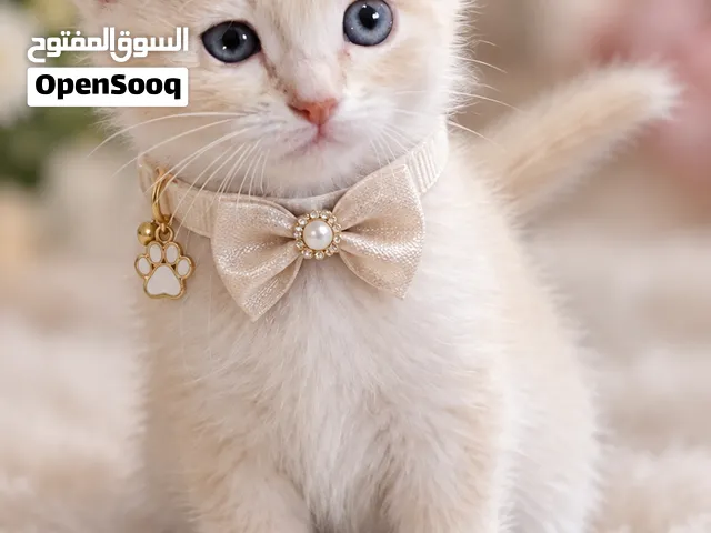 قطط  رائعه من سلالات بيور