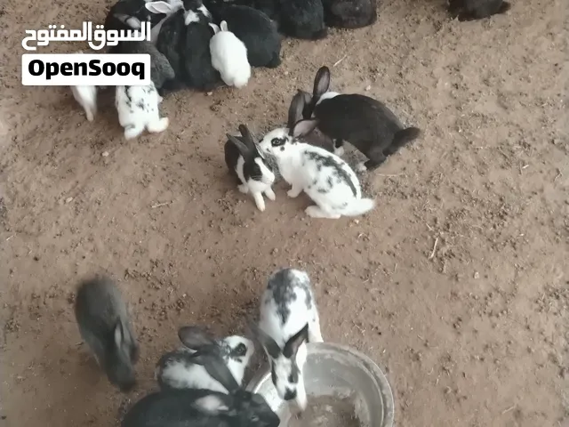 ارانب المانيه و عربيه للبيع