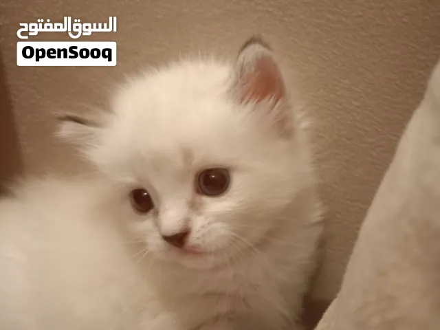 قطة شيرازي بيضاء أنثى للبيع