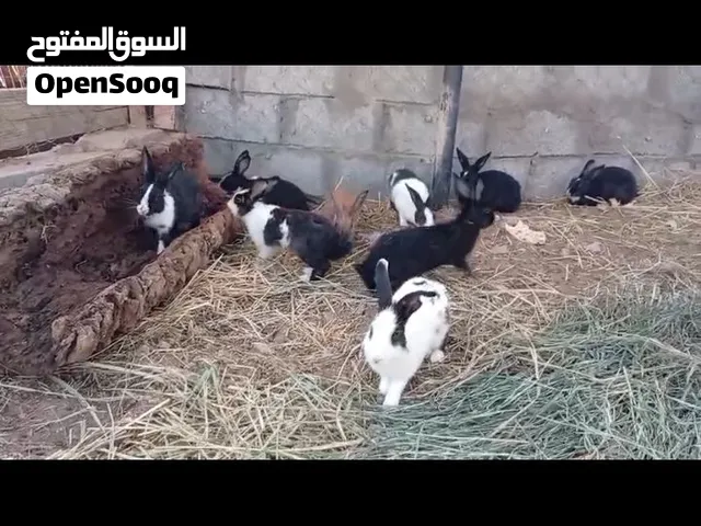 ارانب للبيع ممتازات