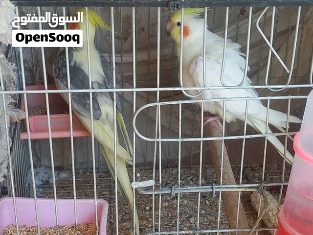 دكر كوكتيل لاتيني شغال
