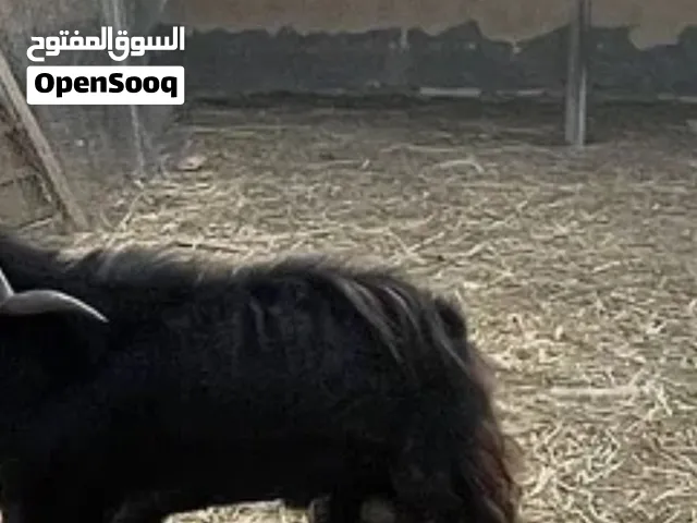 مطلوب كبش اسود كامل عمره سنه و فوق و يكون م قصير