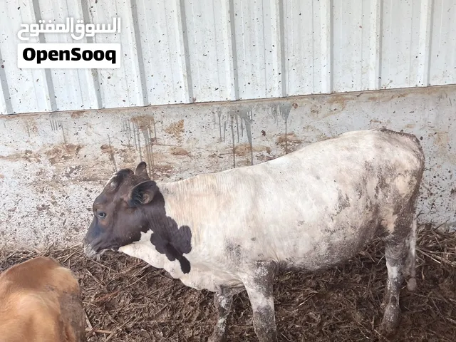 عجل +عجله ما شاء الله