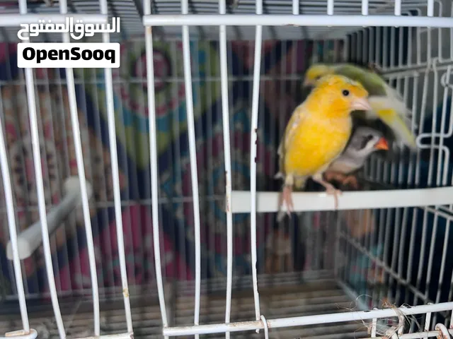 طيور كناري للبيع ذكور واناث