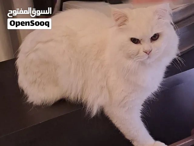 White color beautiful and friendly Persian cat for Adoption.