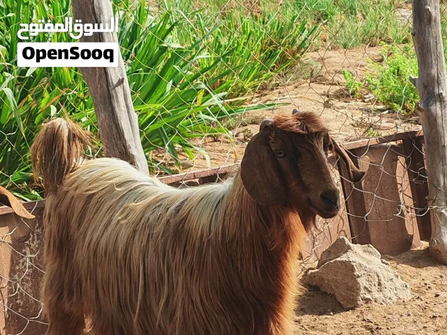 عنز عمانية