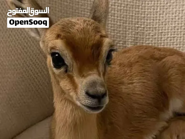 غزلان غزلان ريم عربي صافي إنتاج محلي
