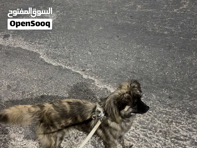 كلبه مالتيزر عمرها 5 اشهر بترد وبتمشي بدون حبل