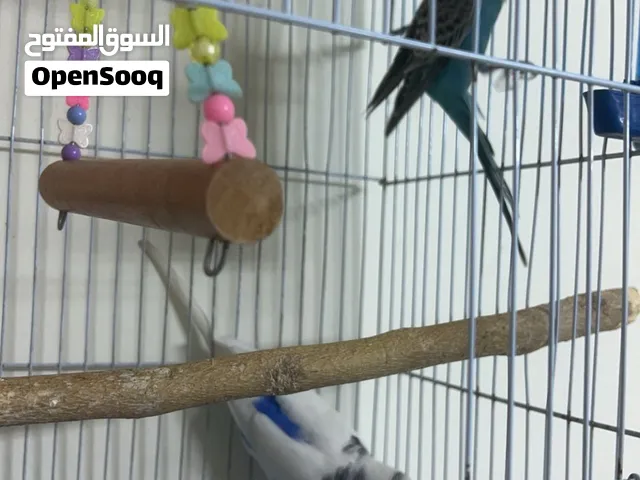 عصافير حب للبيع