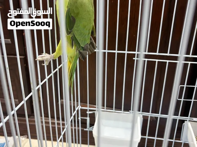 ببغاء درة هندي