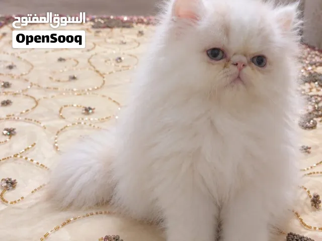 3 ولاد بيرشن زورار توب للبيع