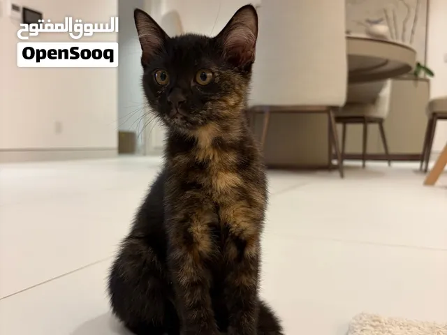 Kitten for adoption