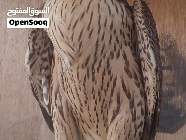 متوفر صقور للبيع