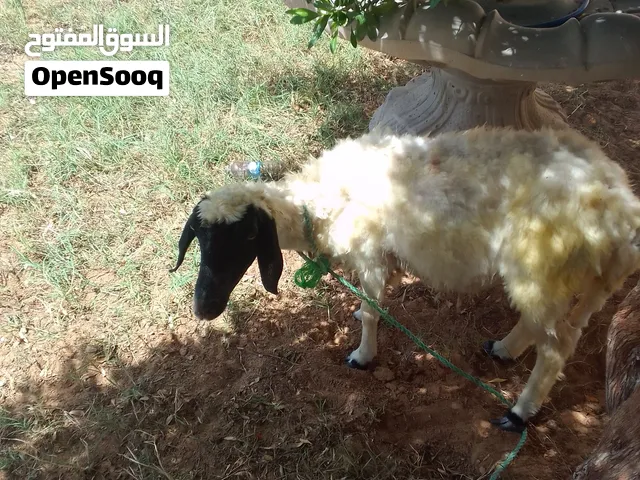 نعجه للبيع