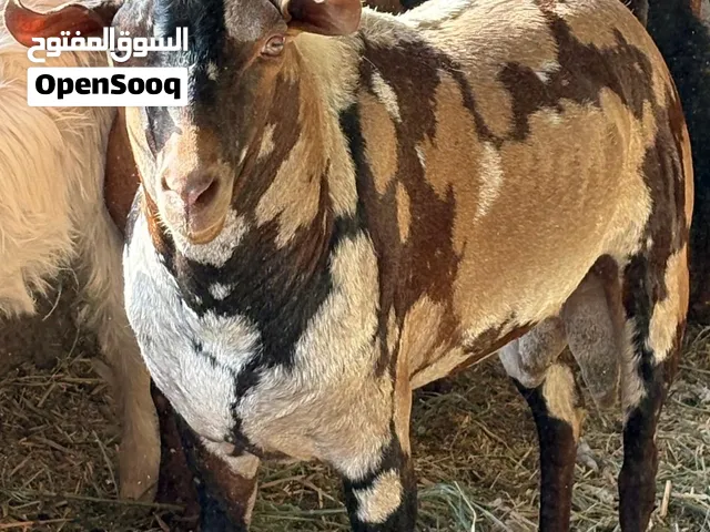 تيس صلالي جيشي