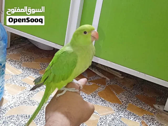 طير دره هندي