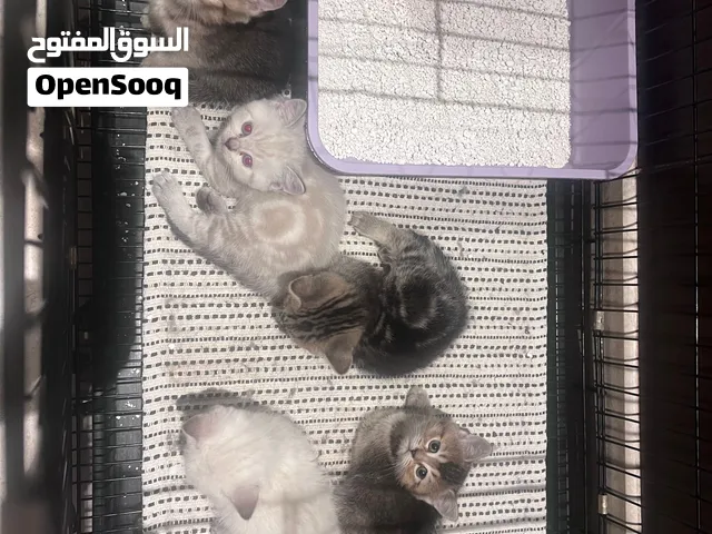Himalayan and scotch kittens