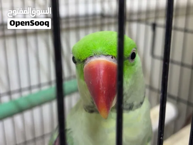 ببغاء متو للبيع 4500