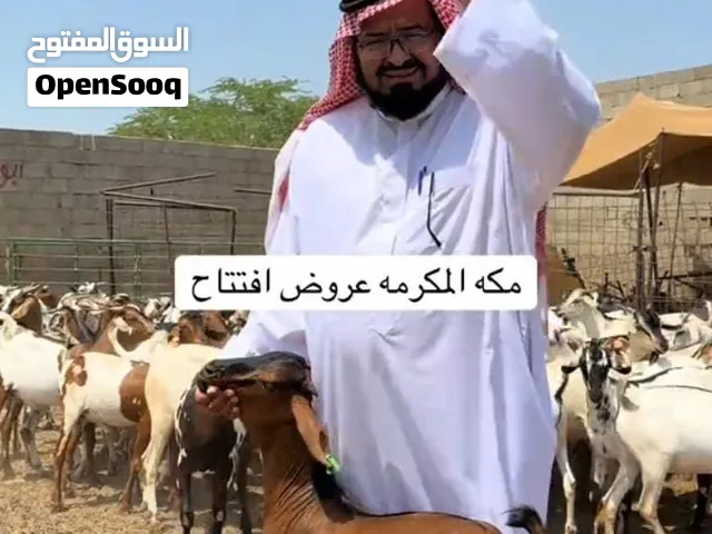 ذبايح تيوس عرض يوم الوطني
