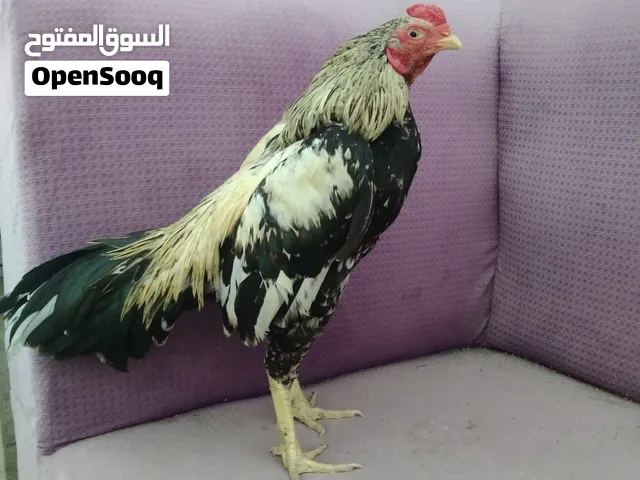 للبيع طير ميوالي
