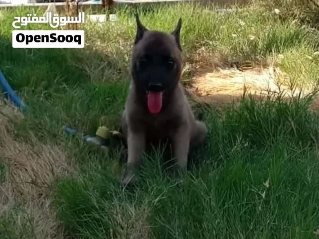 مطلوب جراء اي نوع للتبني او بسعر 50 الف