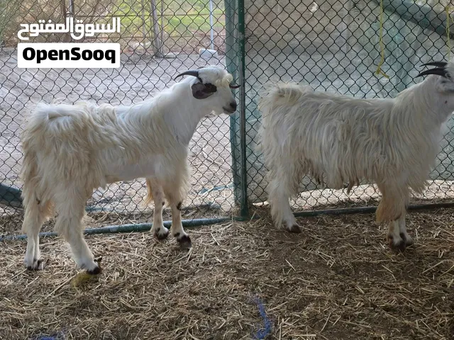 جداية اثنين من حلال الرحوب