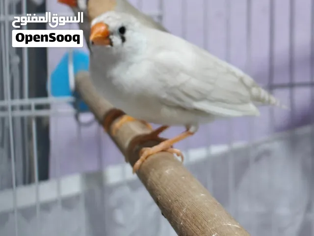 زوج فنجس و افراخهم هم 2