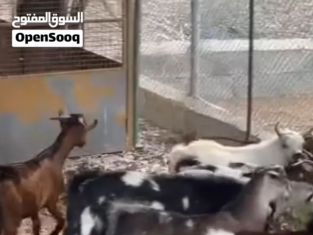 للبيع ذبايح الدار