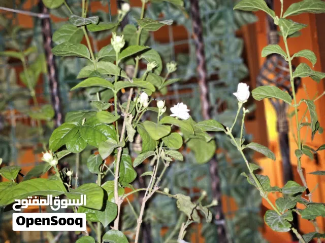 Arabian Jasmine (Mogra) – Fragrant Flowering Plant