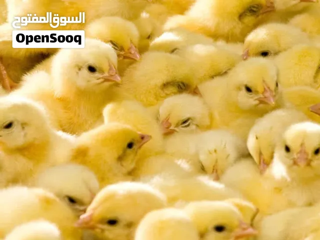 صيصان عمر 1 يوم مكس فيومي بلدي فرنسي
