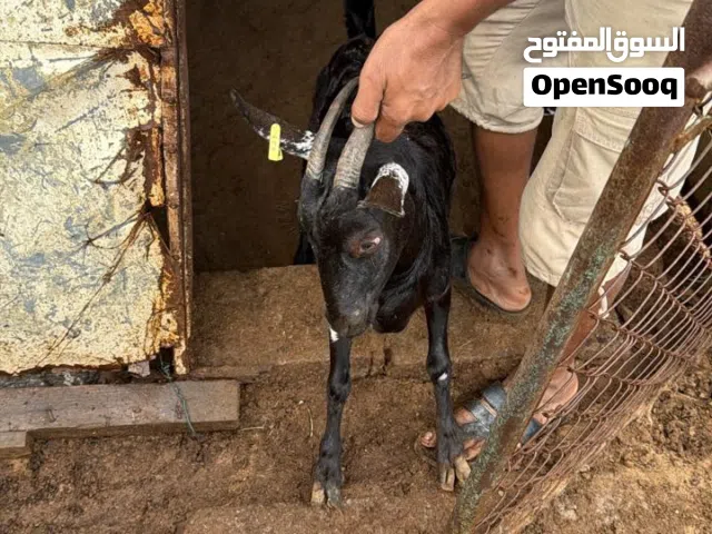 ماعز صلالة بيور/غنم صلالة بيور