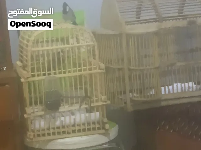 بلبل اليف  للبيع